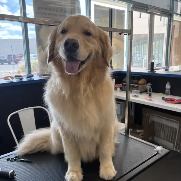 Dog grooming service at K9 Rox Club
